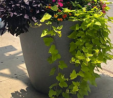 plants growing in large pot on sidewalk